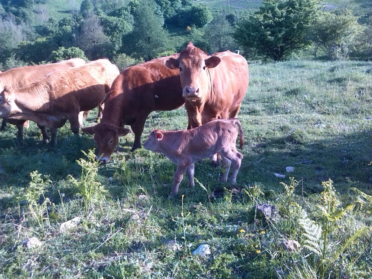 Agriturismo La Guinza Arcidosso Kültér fotó